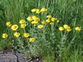 Anthemis tinctoria